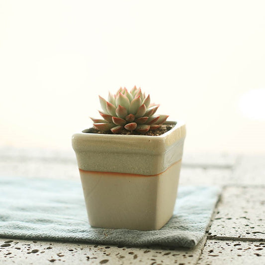 Faux Succulent