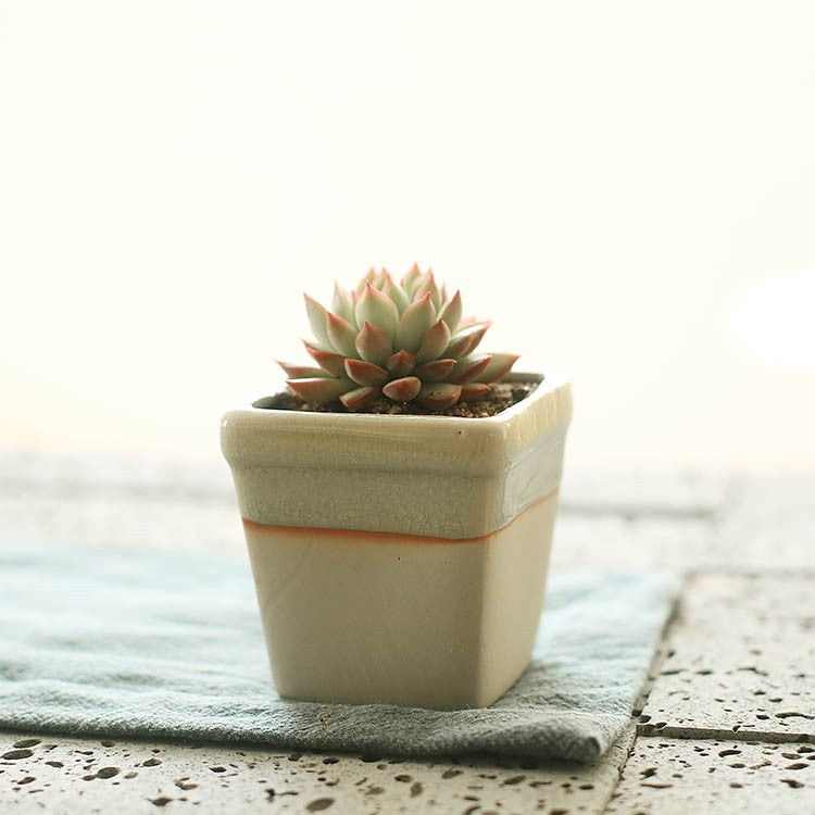 Faux Succulent