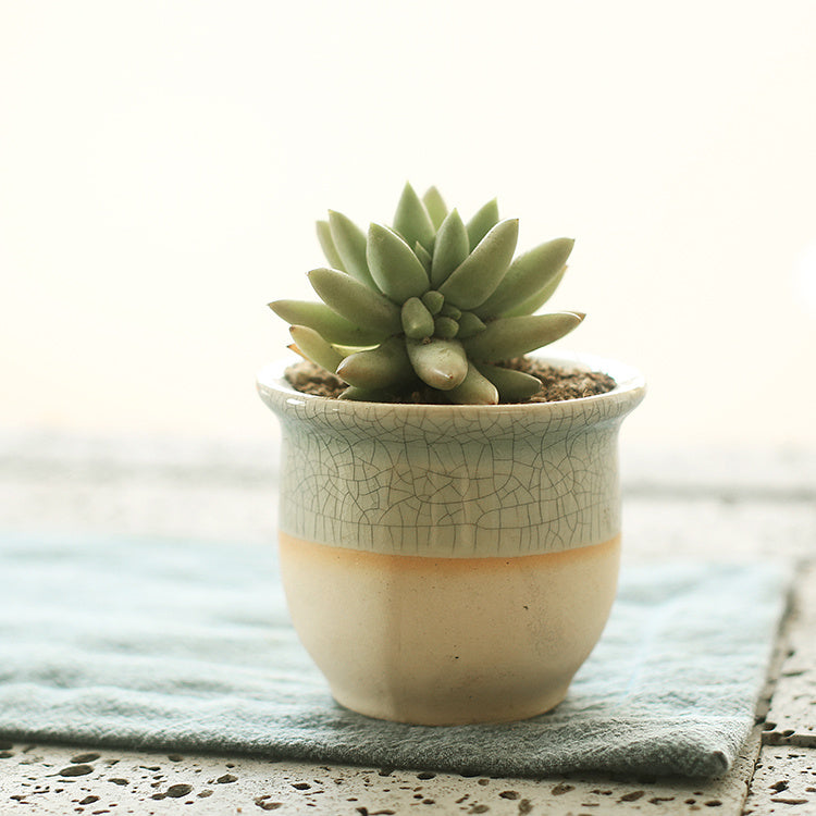 Faux Succulent