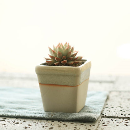 Faux Succulent